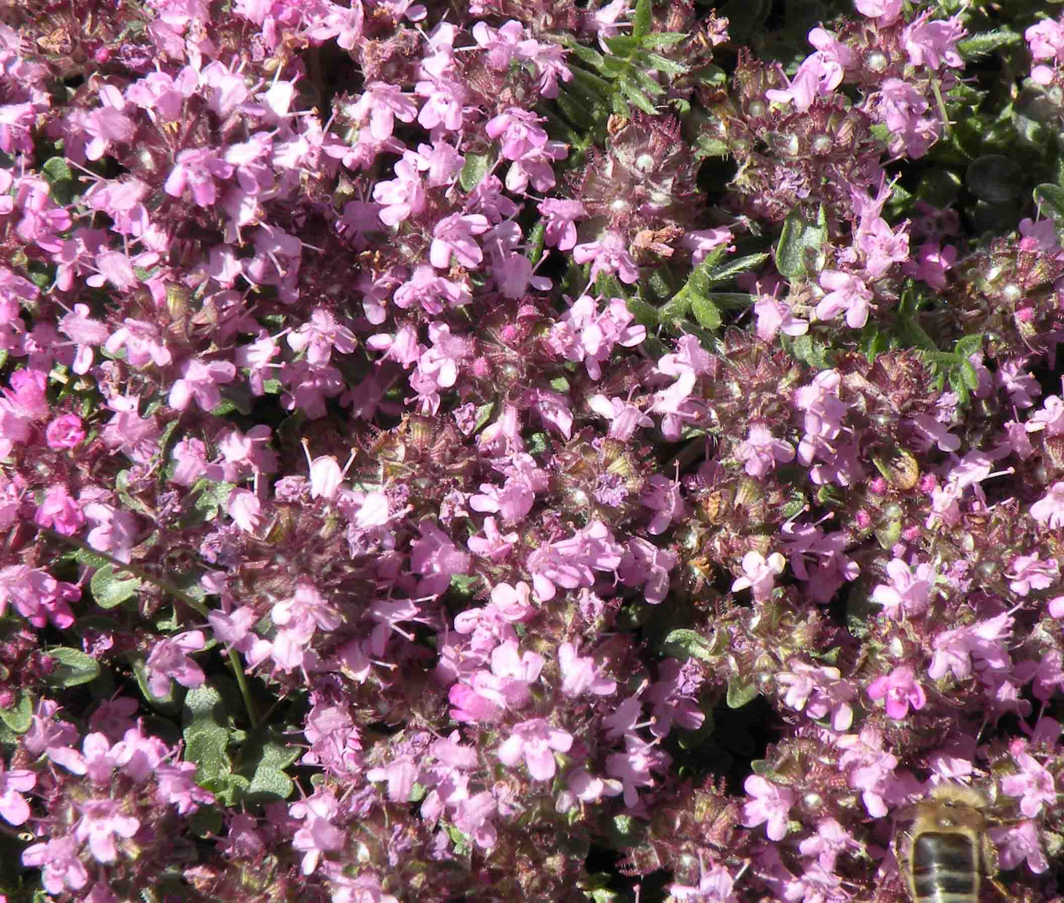 Pianta nel Moncenisio - Thymus sp.